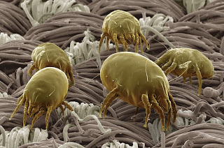 dust mite photo